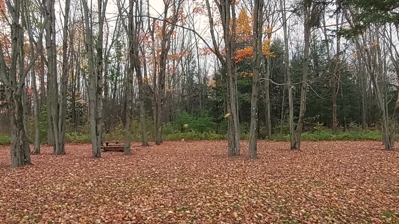 una suave ráfaga de viento sopla coloridas hojas de otoño, estática