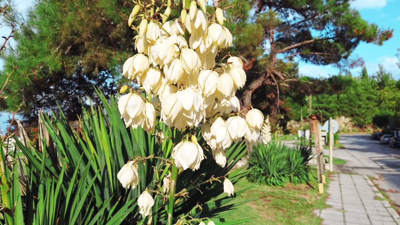 Plant with white flowers near a walkway, greenery and Aegean sea on the background. Greece