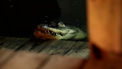 un caimán aterrador subiendo a un muelle - monstruo de película de terror