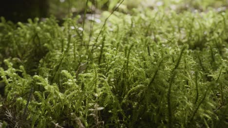 close-up of moss