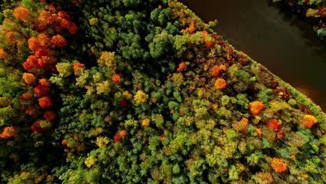 strikingly colorful autumn in the forests, aerial view from drone