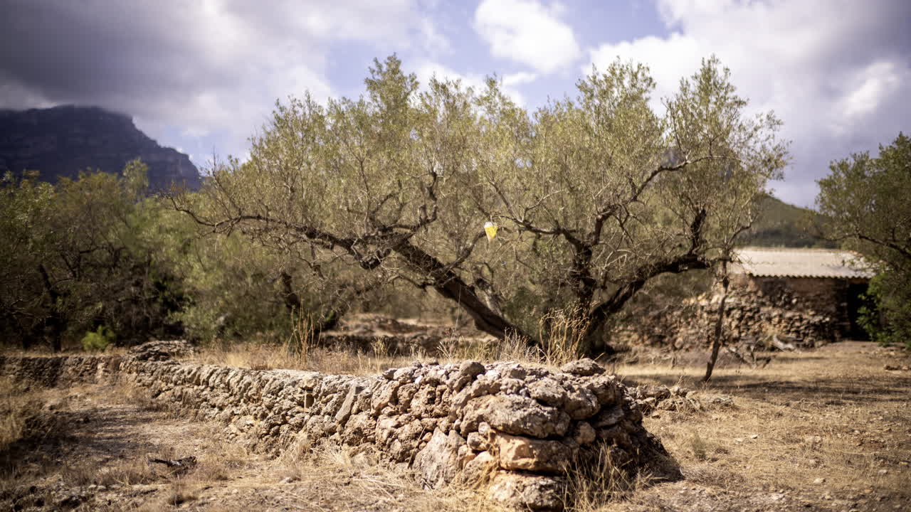 olivos en las montañas españolas