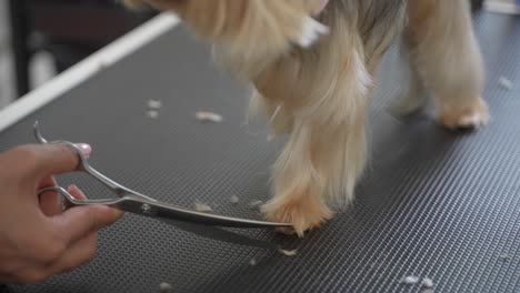 cutting fur of a dog's leg with scissors in a dog grooming salon