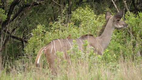 female kudu with oxpecker walks through thick green african bushland