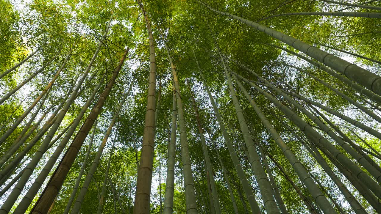 árboles de bambú meciéndose lentamente con el viento