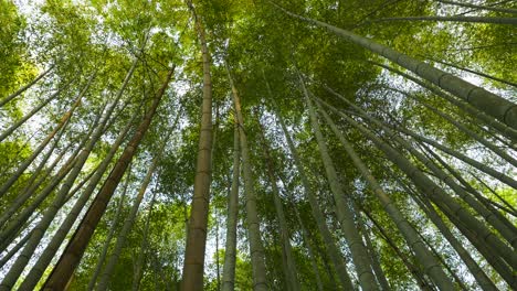 Bamboo-Trees-slowly-swaying-in-the-wind