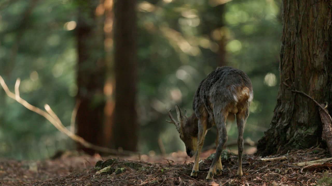 Young roe deer foraging on forest floor, soft sunlight filtering through trees