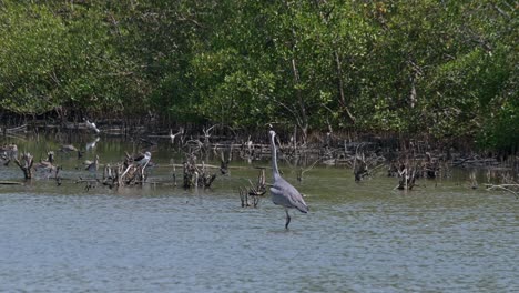 Facing-to-the-left-as-the-camera-zooms-out-to-reveal-this-beautiful-scenario-of-waterbirds-foraging-and-preening,-Grey-Heron-Ardea-cinerea,-Thailand