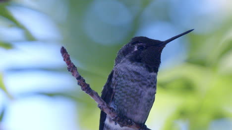 Extreme-close-up-of-Hummingbird-slow-motion