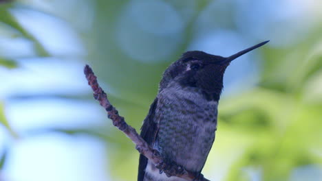 Un-Primerísimo-Plano-De-Colibrí-A-Cámara-Lenta