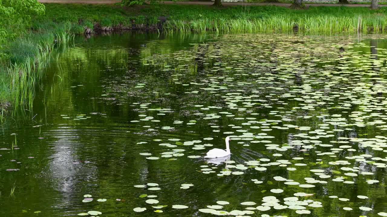 Aerial drone shot of a tranquil pond covered in water lilies with green leaves and white flowers, surrounded by lush greenery in the Aarhus region