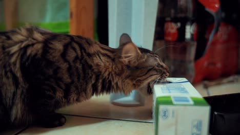 un primer plano de un gato salvaje de maine coon negro y marrón tigre colores esponjoso con dientes grandes, cazando y mordiendo una caja de cartón de leche, mascota casera, piso de la cocina, video de cámara lenta 4k