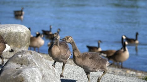 Canada-Geese-At-The-Fraser-River-Estuary-In-British-Columbia,-Canada