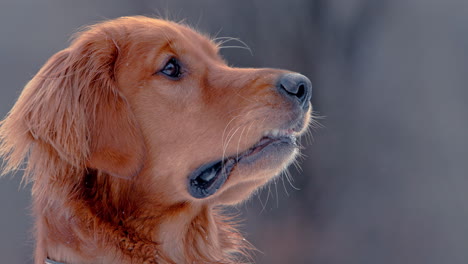 golden retriever perfil en primer plano