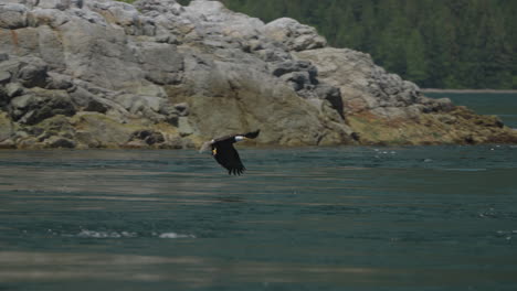 águila atrapando peces en el océano en canadá