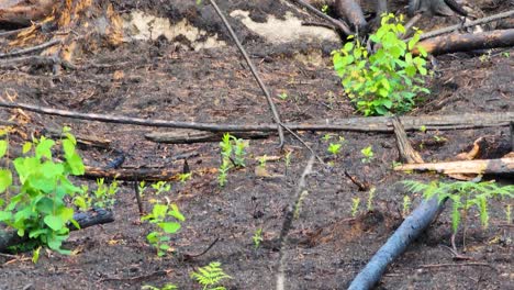 Close up shot of small green plants growing back after a wildfire, extinguished forest fire