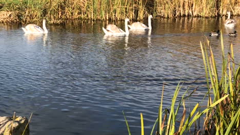 a swan family swims on a lake on a sunny day