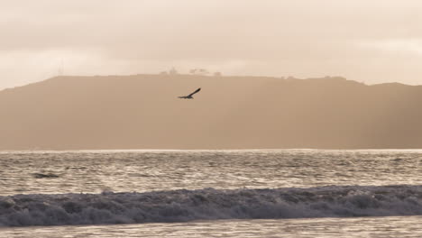 camera follows seagull flying, screen left to screen right, in slow motion on coronado, california, beach at sunset