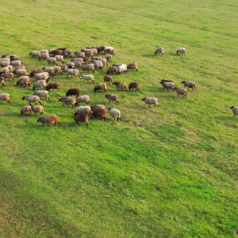 Drone overhead view of sheep herd moving. Top down view of sheep herd feeding on field
