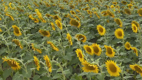 Truck-left-movement-on-a-sunflower-field-in-slow-motion,-large-view-angle