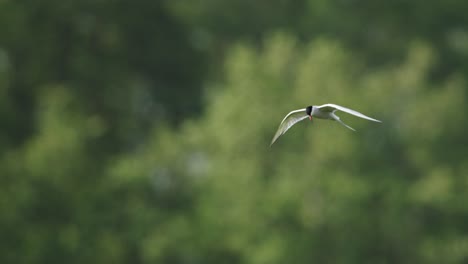 common tern in flight over green trees