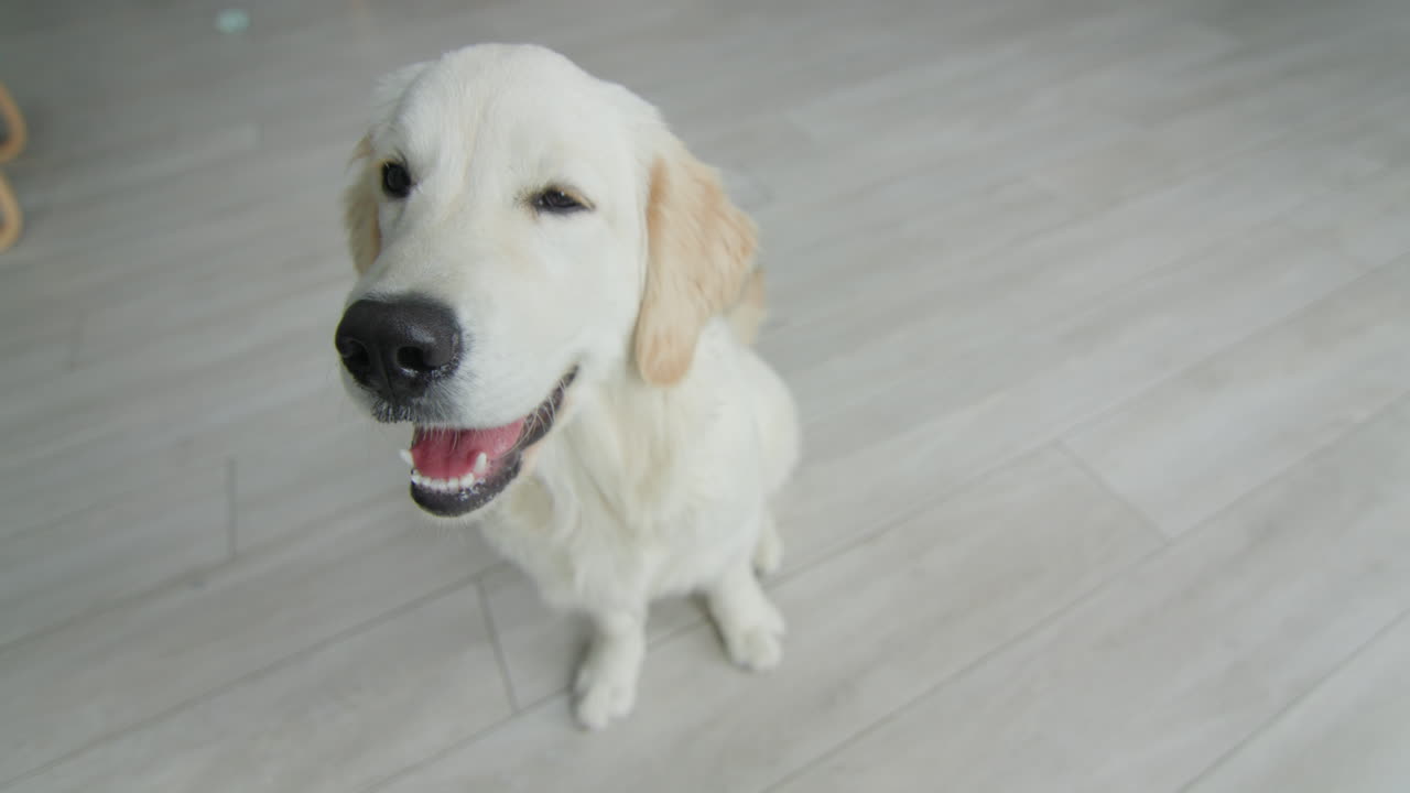집 의 눈 인 뒷마당 에서 골든 리트리버 의 초상화