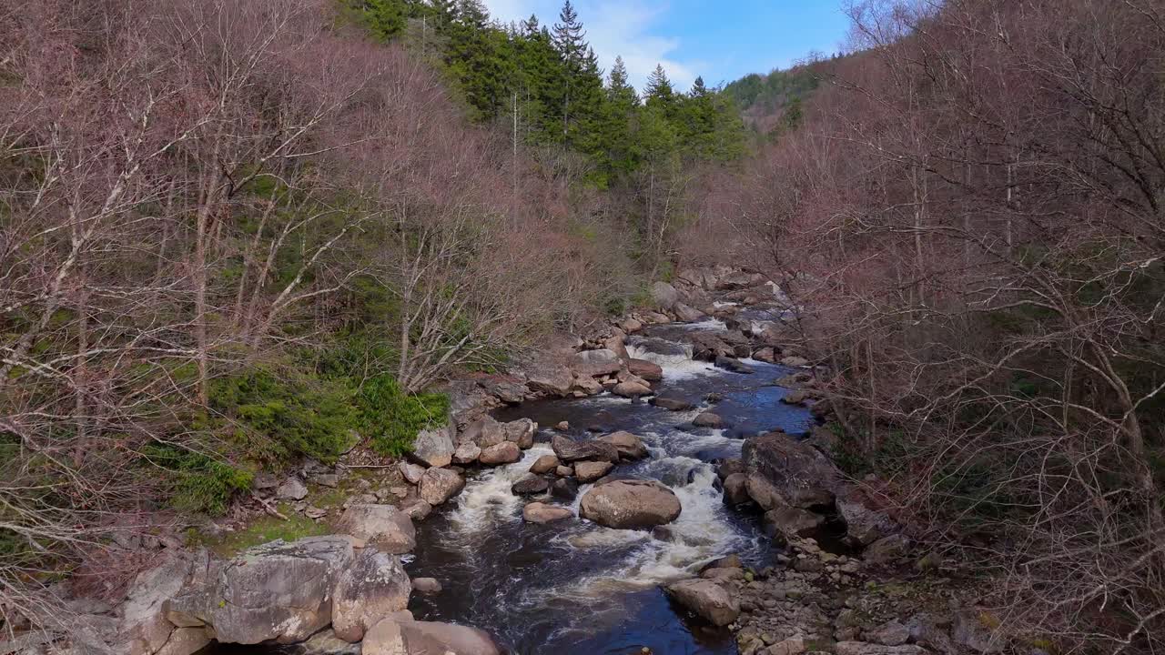 Rocky Blackwater River Surrounded by Bare Trees in West Virginia Wilderness, USA