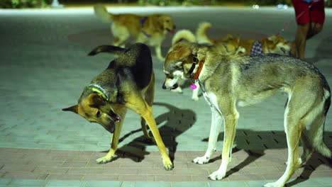 Zwei-Große-Hunde-Spielen-Aggressiv