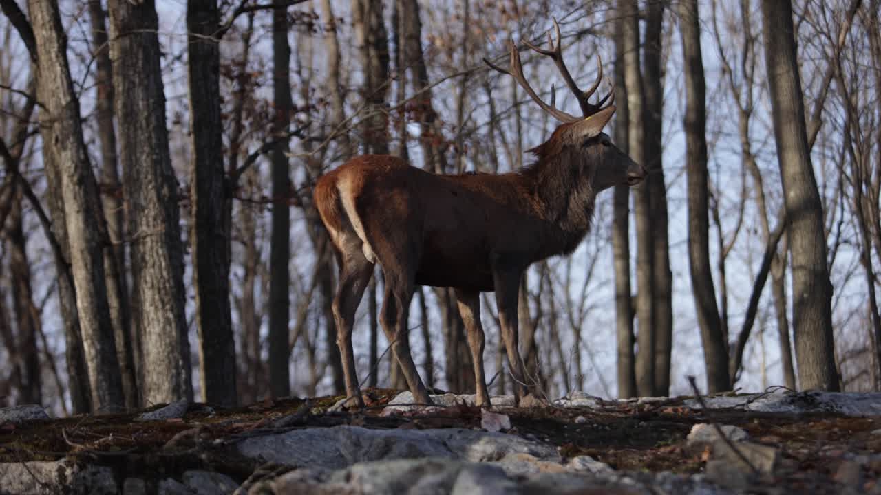 ciervo rojo mira hacia otro lado en el bosque de otoño slomo