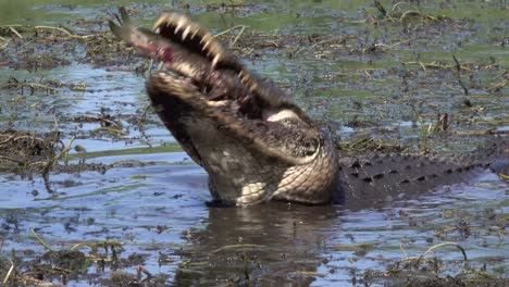 Un-Caimán-Solitario-Come-Un-Pez-En-Un-Pantano-Fangoso-De-Los-Everglades,-Florida