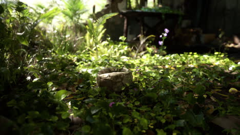 overgrown jungle ruins with a stone pot