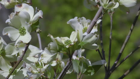 flowering dogwood tree branches beginning to blossom, in early spring