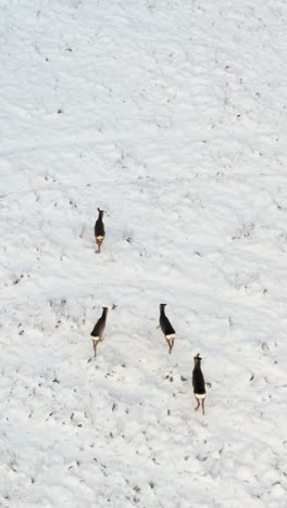 Vertical aerial view of small roe deer herd walking on a snow covered agricultural field in rural landscape. Top down drone view of deer herd.