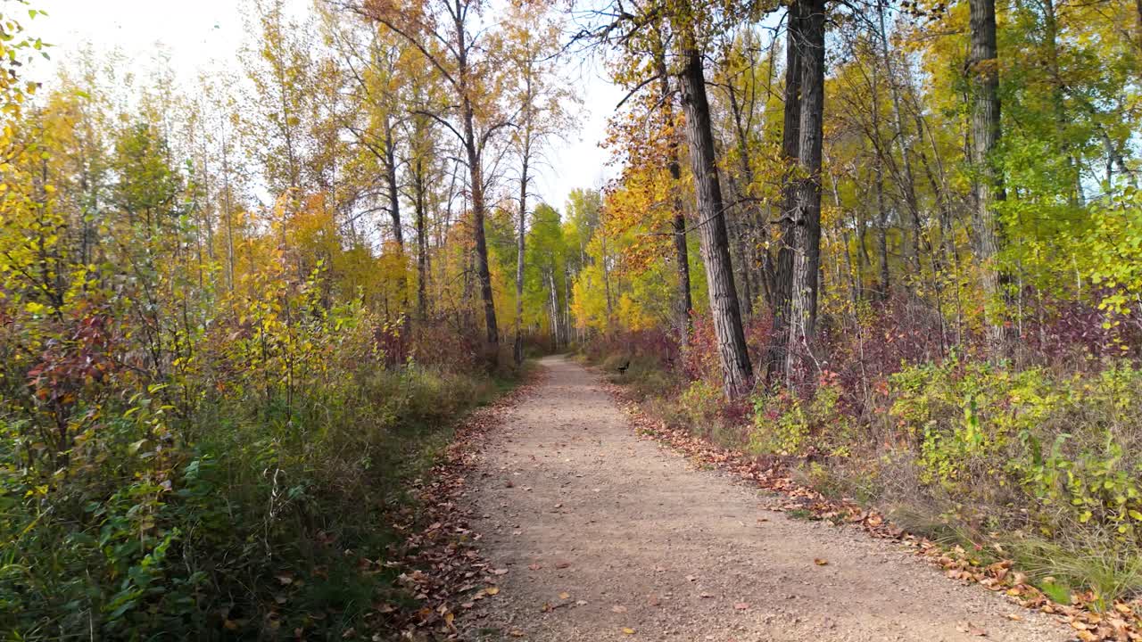 강 계곡의 가을 경로 데본 알베르타
