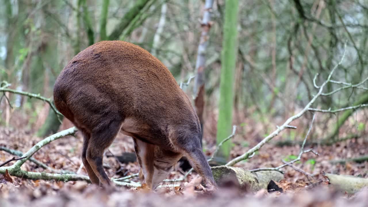 A close up shot of a Muntjac sitting down and resting in a forest. Shadow focus with beautiful foreground and background burred bokeh.