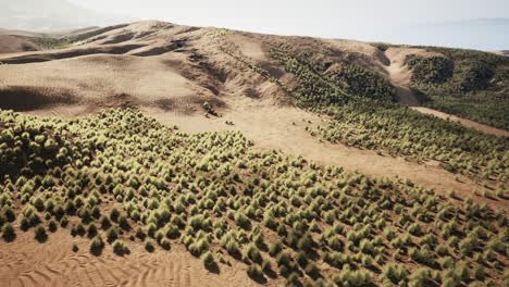 aerial view of desert landscape with green bushes