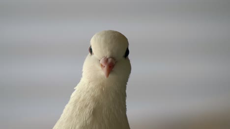 Macro-portrait-of-pretty-white-pigeon-head-starring-into-camera