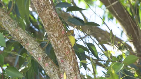 Pitangus-Sulphuratus-resting-on-a-eucalyptus-tree