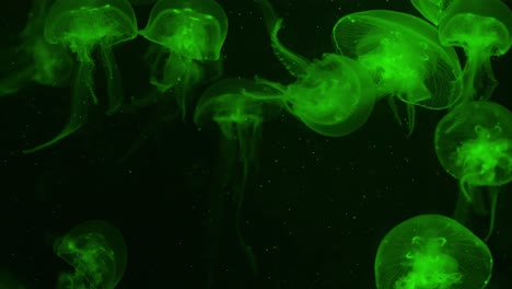 a mesmerizing display of green jellyfish gracefully swimming in dark, tranquil waters.