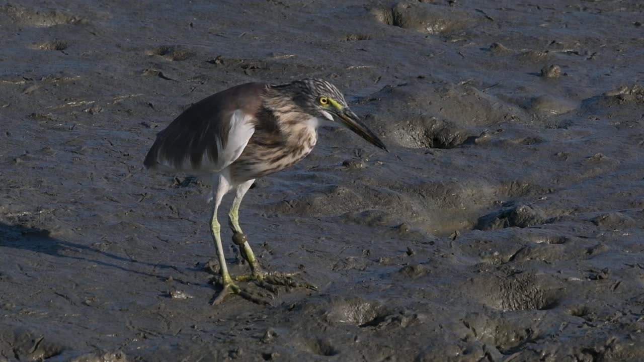 una de las garzas de estanque encontradas en tailandia que muestran diferentes plumajes según la temporada