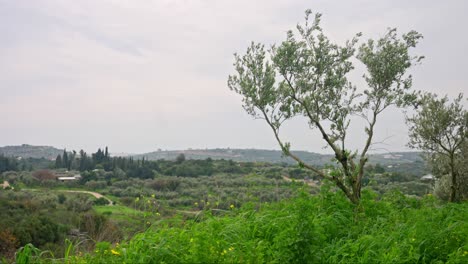 an olive tree in the wind with green grass