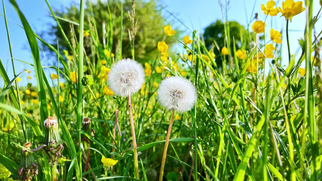 Close-up of dandelion, Taraxacum, puffballs, with yellow buttercups in sunlit green grass meadow, Spring, nature, delicate, vibrant colors