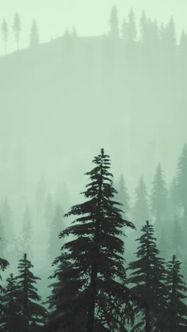 misty winter forest