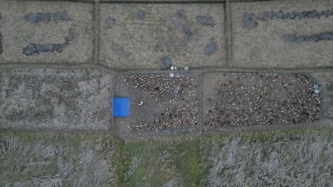 straight down aerial of asian turkey farmer in pen feeding his birds