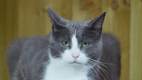 gato doméstico gris y blanco con ojos verdes