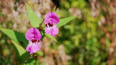 A-bee-going-into-a-flower,-then-flying-away-in-slow-motion