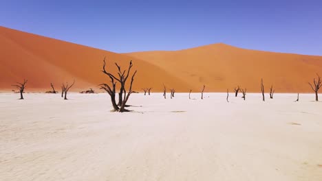 4k drone flying through dead camel thorn trees in deadvlei, near sossusvlei, namib-naukluft park, namibia