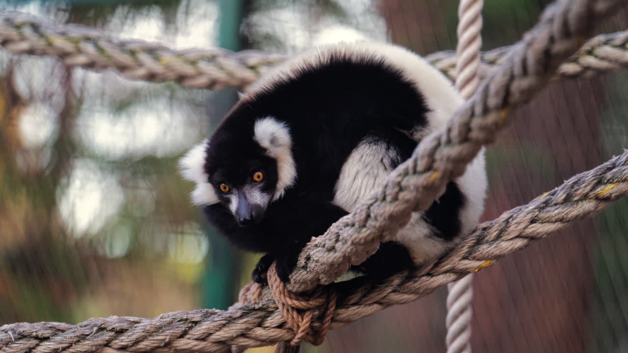 Close up of a black and white lemur sitting on a suspended rope at the zoo