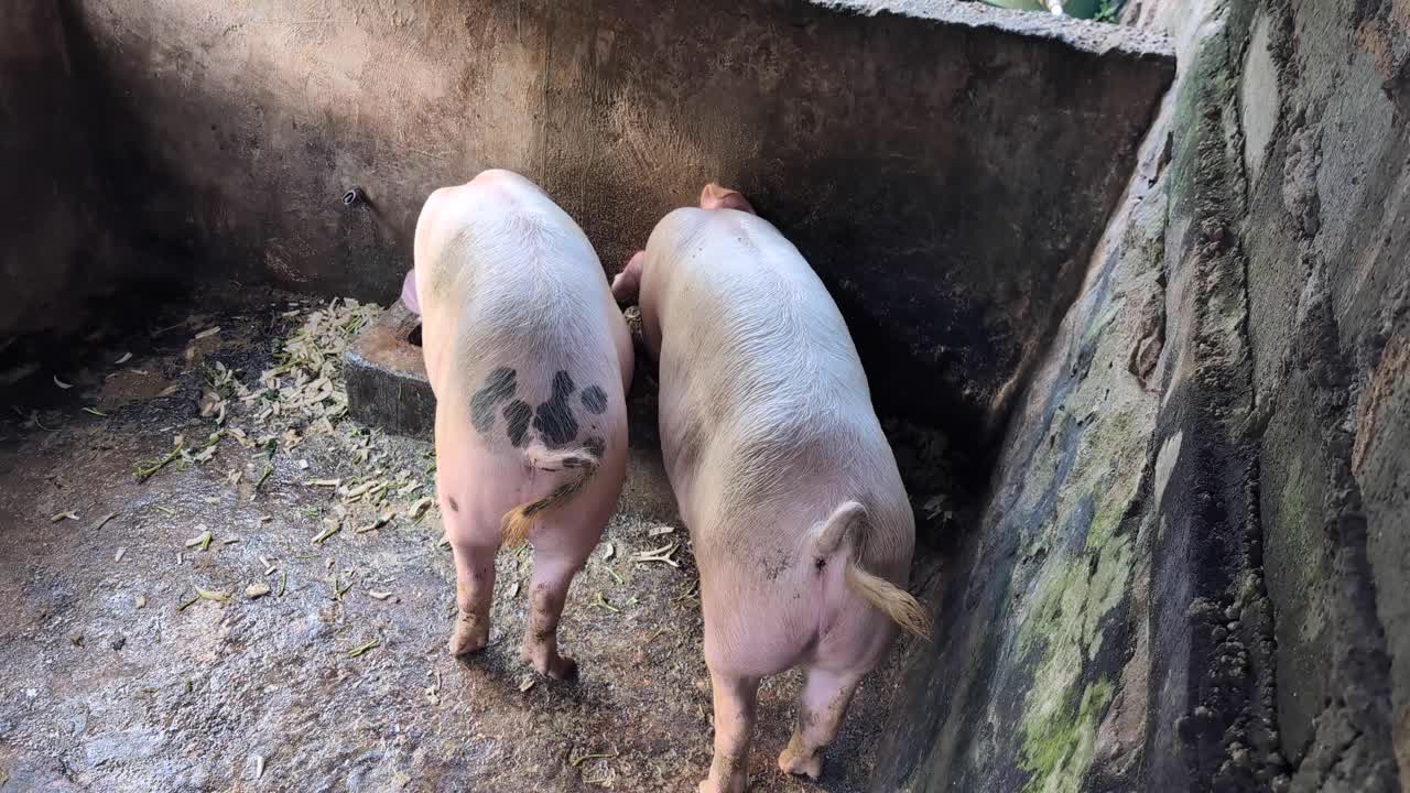 Balinese pink swine pigs hind rear with curly tails feeding from food trough in animal pen