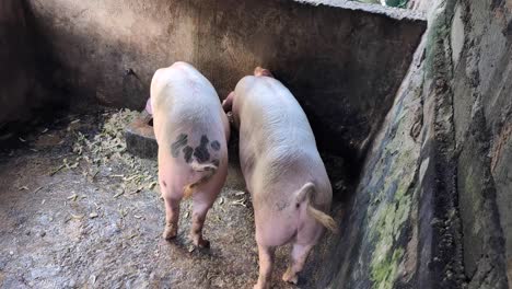 balinese pink swine pigs hind rear with curly tails feeding from food trough in animal pen